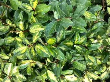 Green and yellow leaves from a common shrub