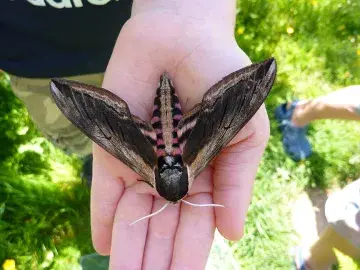 A hawkmoth on a hand