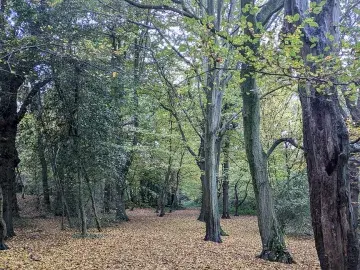 A path surrounded by trees and yellow and orange leaves on the ground