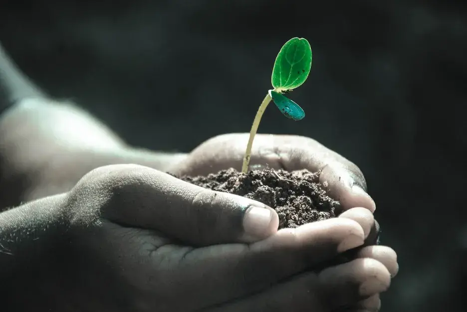 Soil in hands