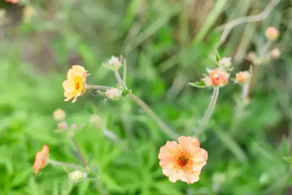 dainty orange flower against green background