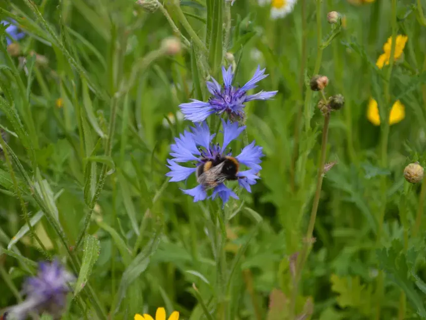 Bee on a purple flower