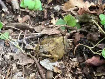 A frog on a leafy ground