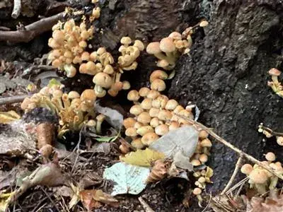 A group of yellow mushrooms growing against a tree