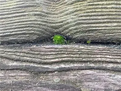 Plant in wood