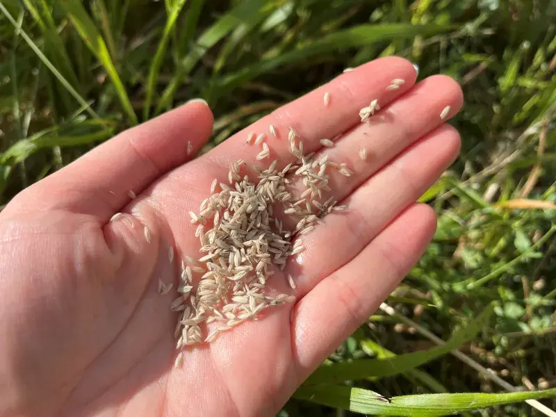 Grass seed in persons hand