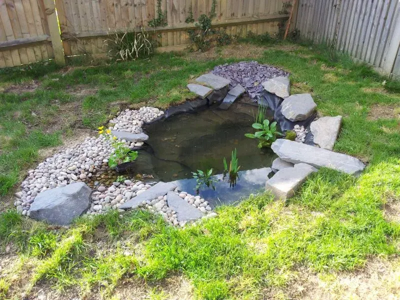 Newly created pond