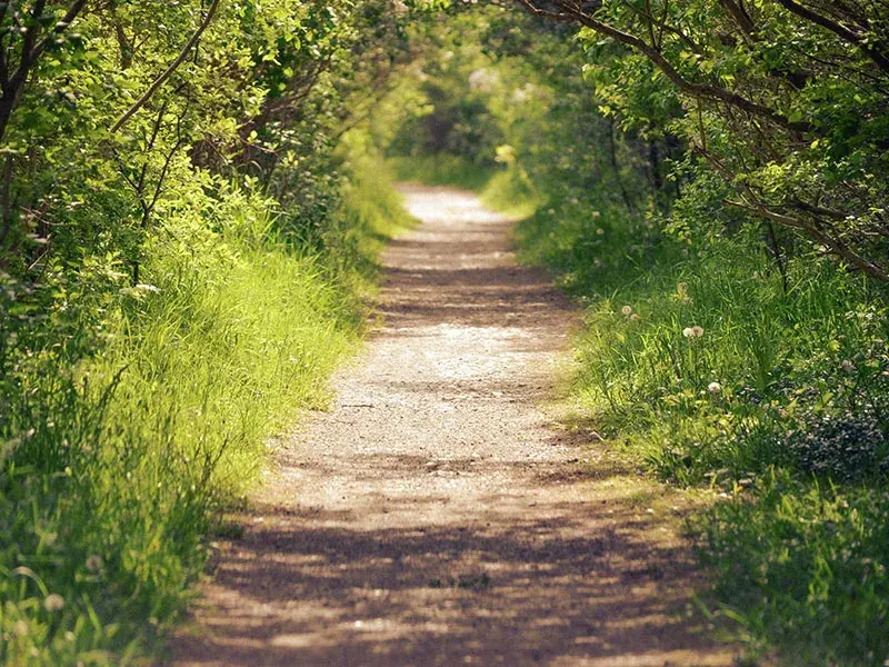 A country lane surrounded by lush trees and dandelions